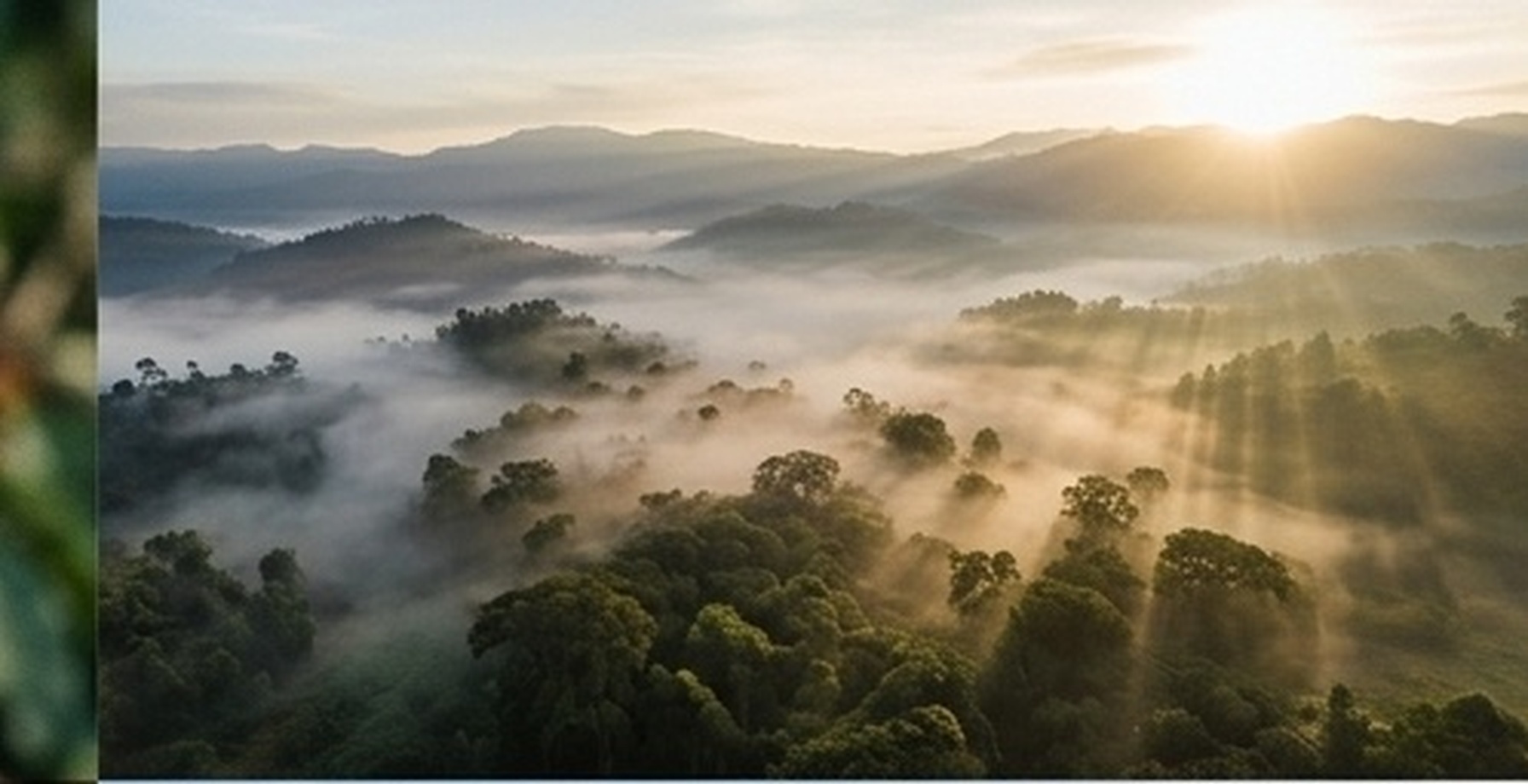 Kaffa forest canopy behind the founder story